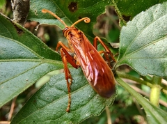 Batozonellus annulatus