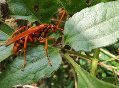Batozonellus annulatus