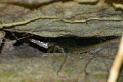 Mabuyinae
