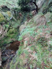 Plecostachys serpyllifolia