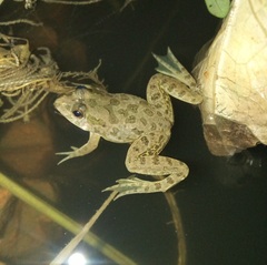 Euphlyctis cyanophlyctis