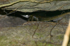 Mabuyinae