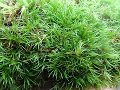 Campylopus flexuosus