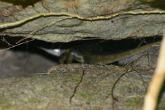 Mabuyinae