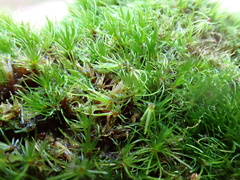 Campylopus flexuosus