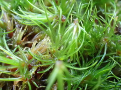 Campylopus flexuosus