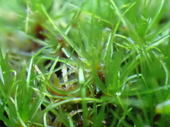 Campylopus flexuosus