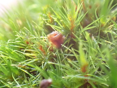 Campylopus flexuosus