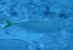 Caranginae