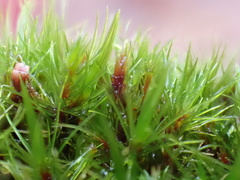 Campylopus flexuosus