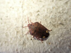 Solenosthedium bilunatum