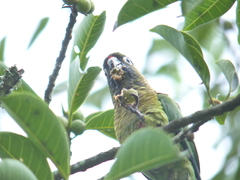 Pyrrhura frontalis