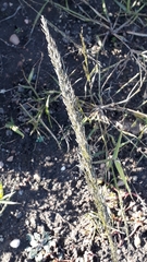 Eragrostis virescens