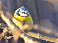 Cyanistes caeruleus