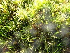 Campylopus flexuosus