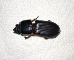 Passalus