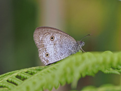 Ypthima pandocus