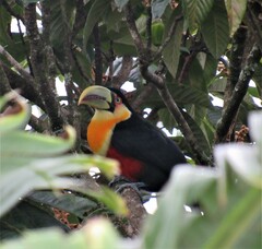 Ramphastos dicolorus