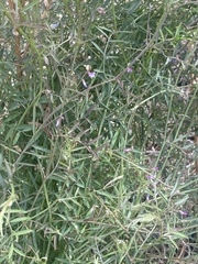 Lathyrus graminifolius