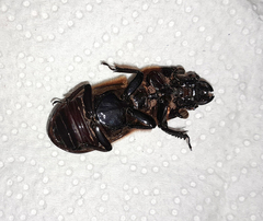 Passalus