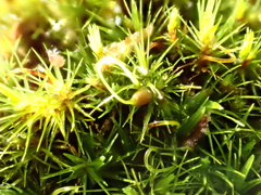 Campylopus flexuosus