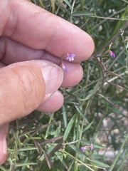 Lathyrus graminifolius