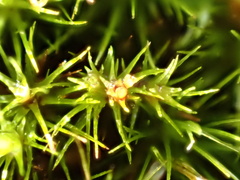 Campylopus flexuosus