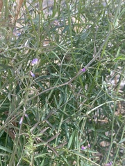 Lathyrus graminifolius