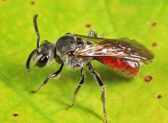 Sphecodes aroniae