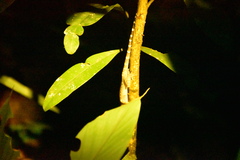 Cyrtodactylus pubisulcus