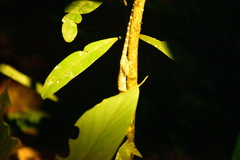 Cyrtodactylus pubisulcus