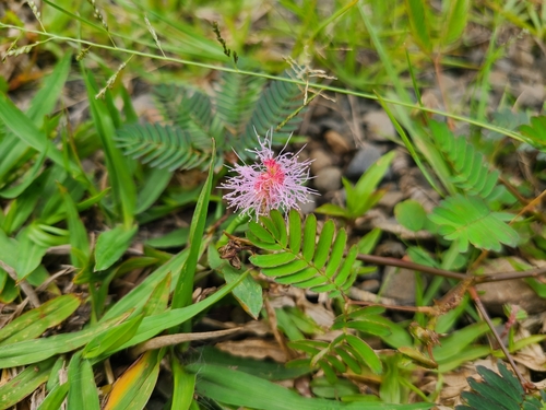 Sensitive Plant
