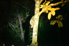 Galeopterus variegatus