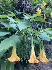 Brugmansia aurea