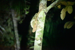 Galeopterus variegatus