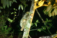 Galeopterus variegatus