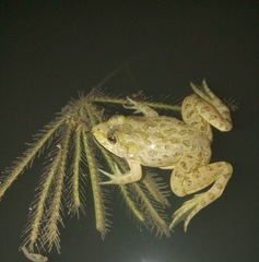 Euphlyctis cyanophlyctis