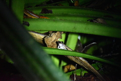 Pulchrana baramica