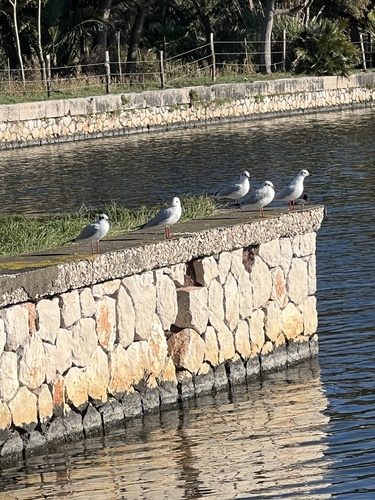 Lachmöwe