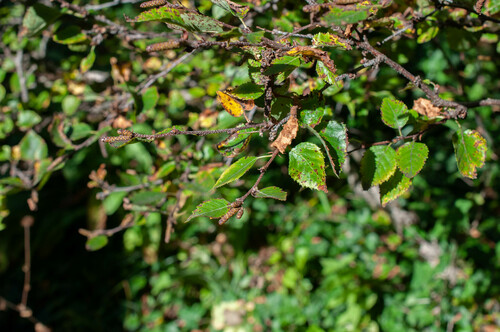 Betula apoiensis iNat (1)