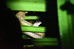 Pulchrana baramica