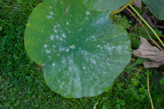 Erysiphe takamatsui