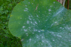 Erysiphe takamatsui