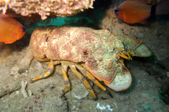 Scyllarides squammosus