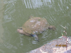 Acanthochelys spixii