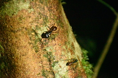 Dinomyrmex gigas borneensis