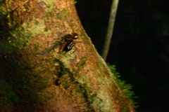 Dinomyrmex gigas borneensis