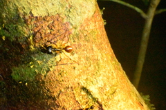Dinomyrmex gigas borneensis
