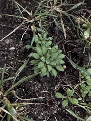 Arabidopsis thaliana