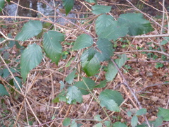 Rubus fruticosus